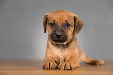 Little puppy dogs, animals conceptの写真素材