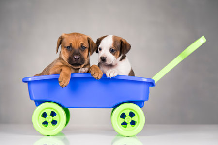 Two puppies of the American Staffordshire Terrier in a blue wagonの写真素材