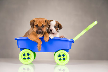 Two puppies of a staffordshire terrier in a blue wagon.の写真素材