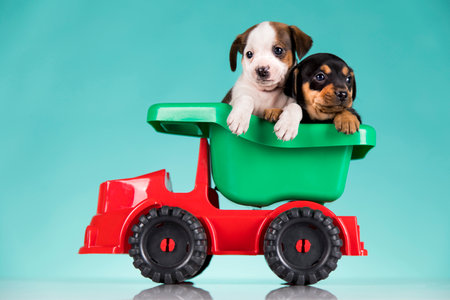 Puppies of a Jack Russell Terrier in a toy carの写真素材