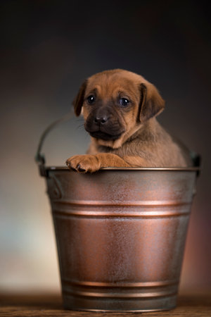 Funny puppy in a bucket on a dark background. Studio shot.の写真素材