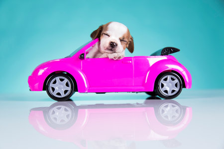 Cute dog in a pink carの写真素材