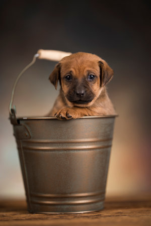 Cute puppy in a bucket on a dark background. Studio shot.の写真素材