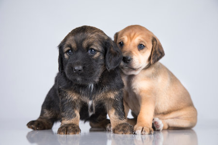 Studio shot of two cute purebred puppies sitting on white background.の写真素材