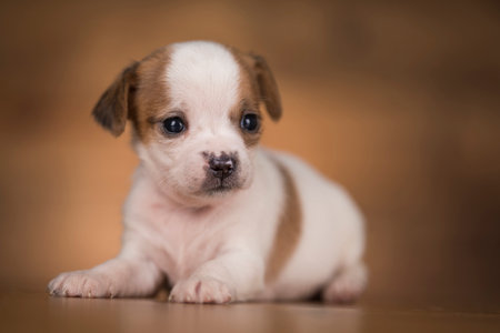Funny Chihuahua puppy poses on a wooden background.の写真素材