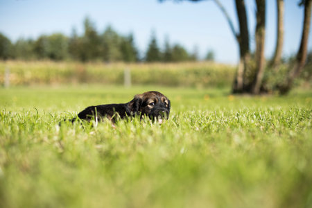 Cute black puppy playing on the grass in the park. Selective focus.の写真素材