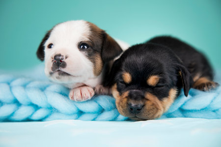 Two cute puppies of the Chihuahua breed on a blue backgroundの写真素材