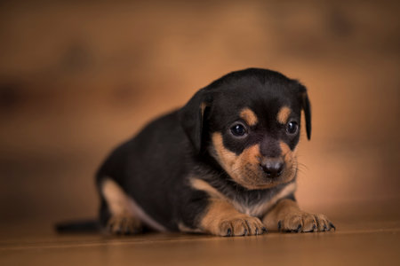 Funny Chihuahua puppy poses in studio on a wooden backgroundの写真素材