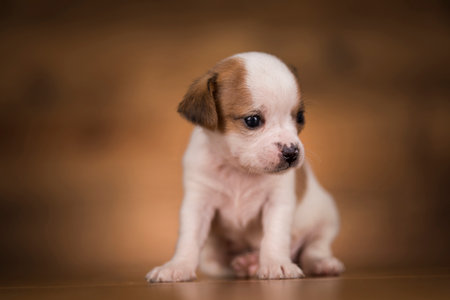 Chihuahua puppy in studio on a wooden background. Little dogの写真素材