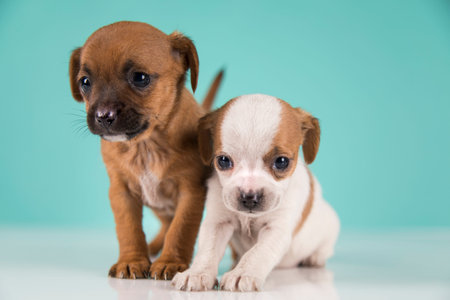 Two small chihuahua puppies on a blue background. Studio shot.の写真素材