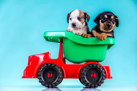 Cute dachshund puppy and toy car on blue background