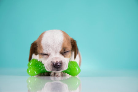 Cute Chihuahua puppy on a blue background with a green toyの写真素材