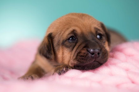 Newborn puppy on a pink blanket. Shallow depth of field.の写真素材