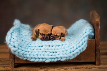 Cute little chihuahua puppy sleeping in a knitted basketの写真素材
