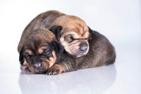 puppies isolated on white background - 1 week old purebred puppyの写真素材