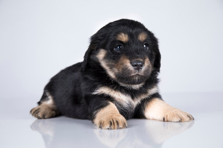 Studio shot of an adorable Chihuahua puppy lying on white background.の写真素材