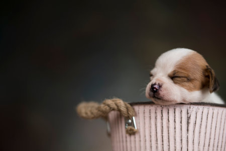 Cute chihuahua puppy sleeping on a scratching post.の写真素材