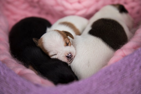 Cute little chihuahua puppies sleeping on pink blanket.