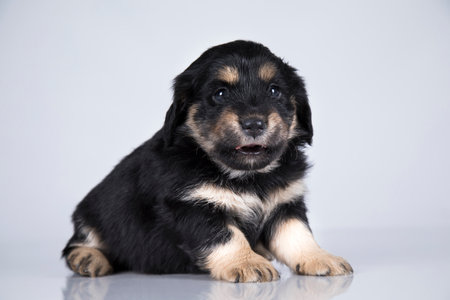 Studio shot of an adorable Rottweiler puppy sitting on gray background.の写真素材