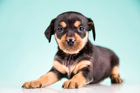 Funny puppy on a blue background. Miniature pinscher.の写真素材