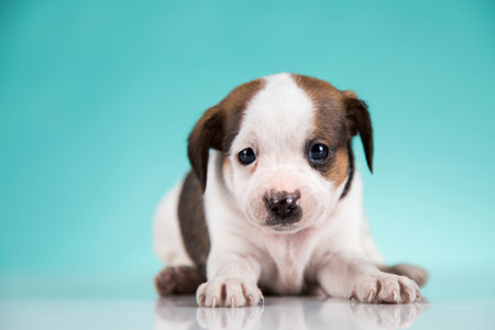 Jack Russell Terrier puppy isolated on blue background. Studio shot.の写真素材