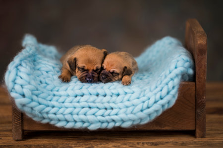 Two weeks old chihuahua puppies sleeping in a knitted hatの写真素材