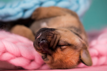 Funny puppy sleeping on a pink knitted plaid, close upの写真素材