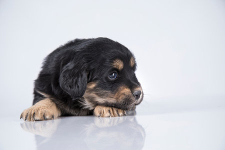 Studio shot of an adorable mixed breed puppy lying on white background.の写真素材