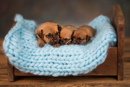 Newborn puppies in a blue knitted scarf on a wooden background.の写真素材