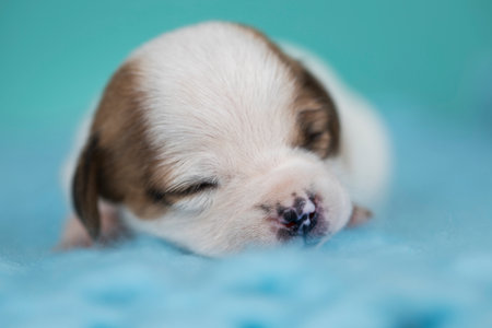 Cute chihuahua puppy sleeping on a blue background.の写真素材