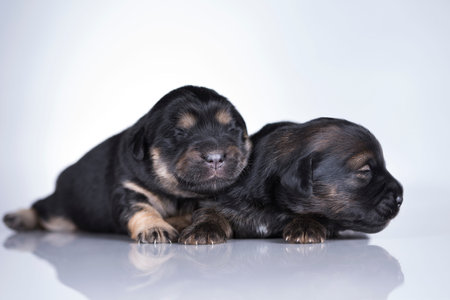 Cute chihuahua puppies on white background. Studio shot.の写真素材