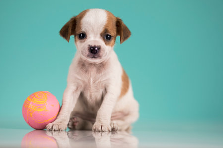 Chihuahua puppy with easter egg on a blue backgroundの写真素材