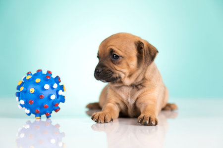 Cute puppy with blue ball on blue background. Studio shot.