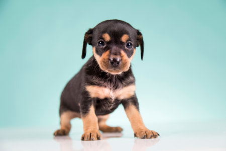 Funny puppy on a blue background. Miniature pinscher.の写真素材