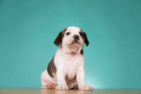 Cute little beagle puppy sitting on blue background, studio shotの写真素材