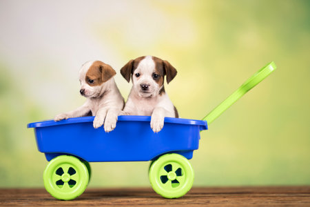 Group of three puppies of dachshund in a blue wagonの写真素材