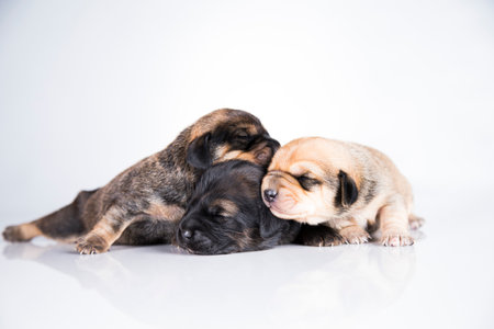 Two puppies on a white background. Studio shot. Isolated.の写真素材
