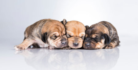 Group of puppies isolated on a white background. Shallow depth of field.の写真素材