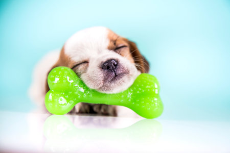 Cute puppy with green bone and toy on a blue background.の写真素材