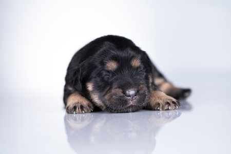 Cute puppy lying on a white background, close-up.の写真素材