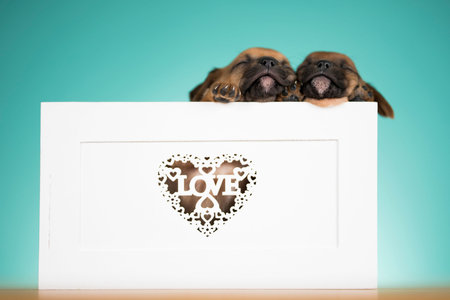 Two puppies with a box in the shape of a heart on a blue background