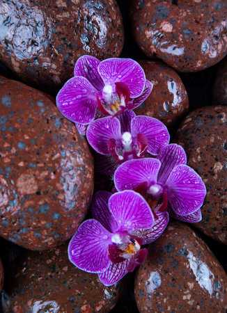 Purple orchids on pebbles background, top viewの写真素材