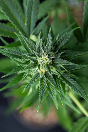 Cannabis sativa Indoor cultivation. Close up of marijuana flower.の写真素材
