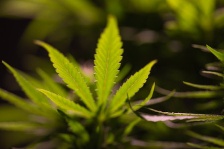 Cannabis leaf on dark background. Indoor cultivation. Legal Marijuana cultivation in the home.の写真素材