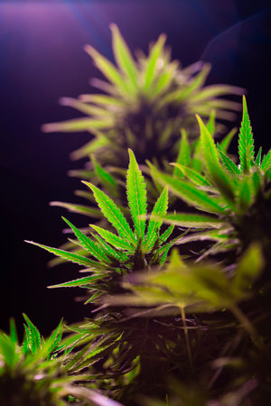 Cannabis leaves close-up. Indoor cultivation. Legal Marijuana cultivation in the home.の写真素材