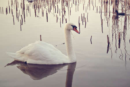 swan on the lakeの写真素材