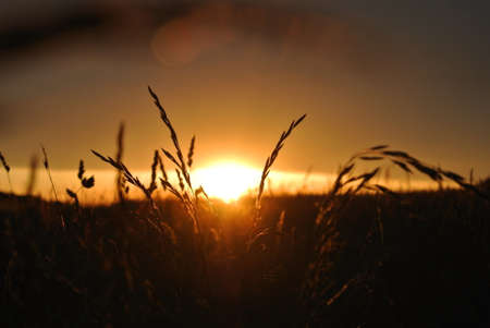 sunset over the meadowの写真素材