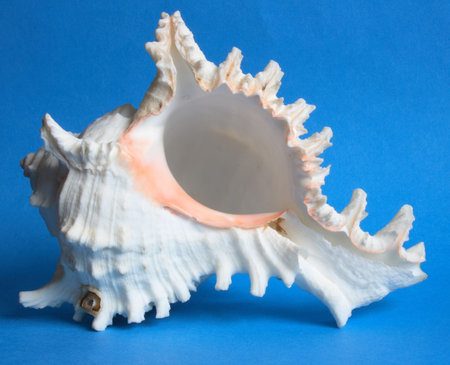 White seashell on blue background