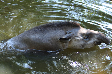 Tapir swimming in pond in a zooの写真素材