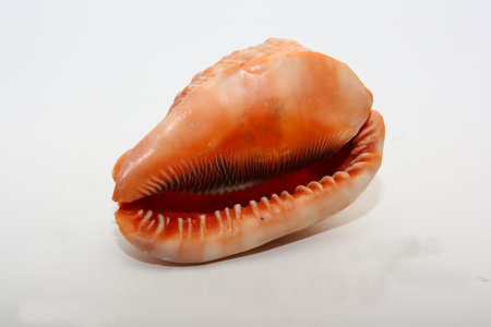 Red seashell Cypraecassis rufa on white background